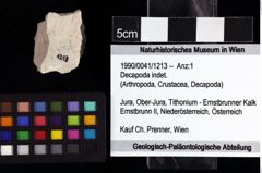 Foto (Objket + Etiketten) von Decapoda indet. 